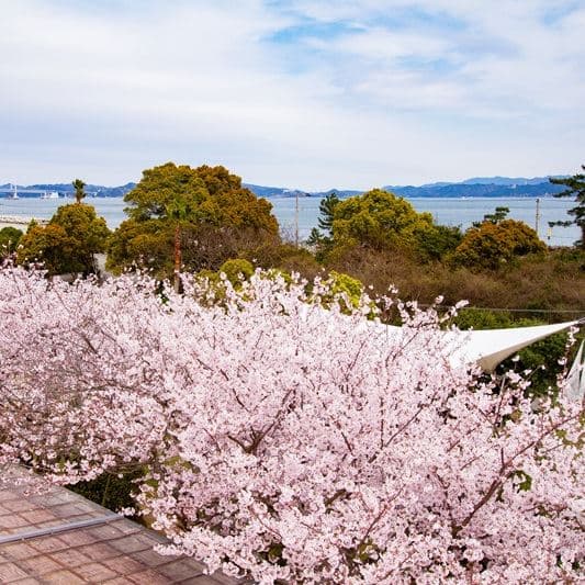 樱花草坪花园